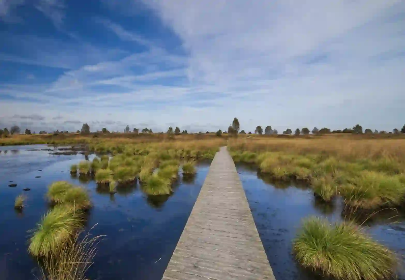 Une passerelle en bois traverse la tourbière à perte de vue, sous un grand ciel bleu