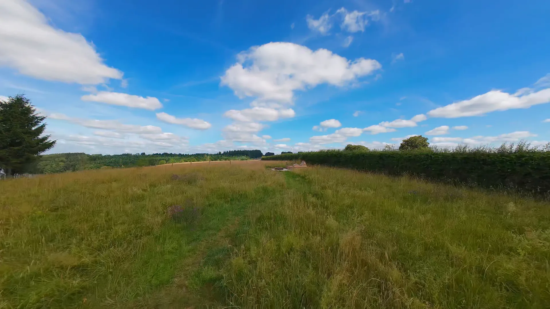 Weite Wiesenlandschaft mit hohen Gräsern, eine Hecke am Horizont unter blauem Himmel mit Wolken