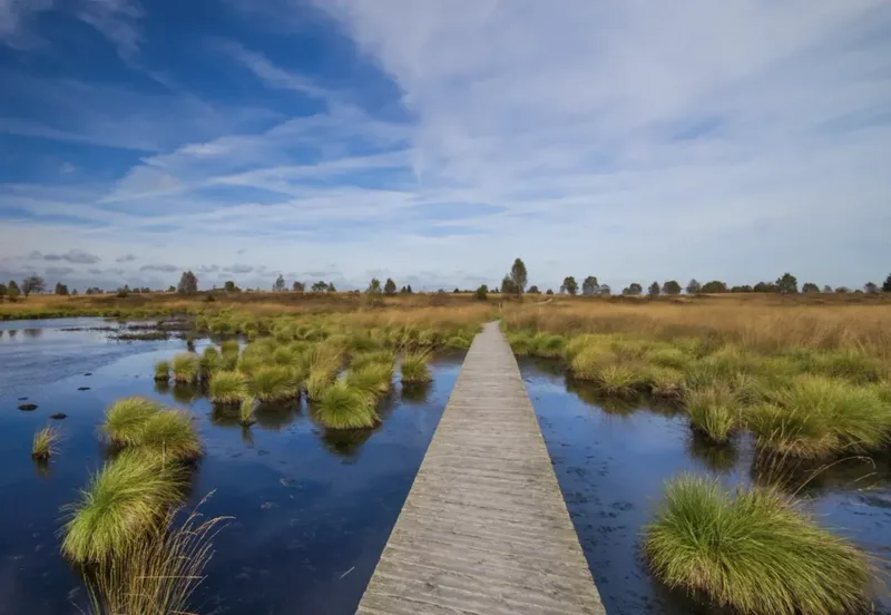 Holzbohlenweg durch die Moorlandschaft des Hohen Venns unter blauem Himmel