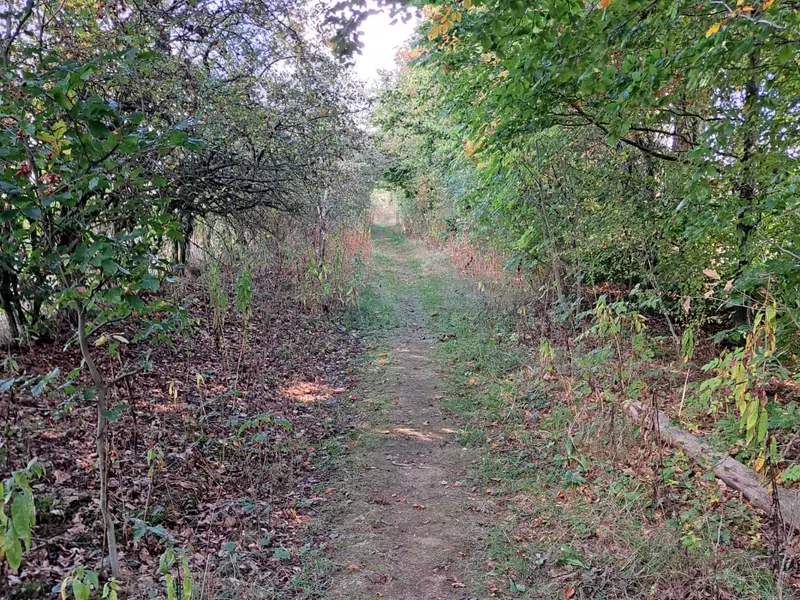Narrow grassy path between tall hedges, the first autumn leaves on the ground