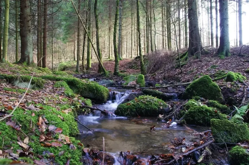 Bachlauf mit moosbewachsenen Steinen in einem Wald der belgischen Ardennen