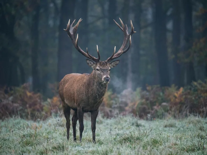 Rothirsch auf einer bereiften Wiese am Waldrand in der Morgendämmerung