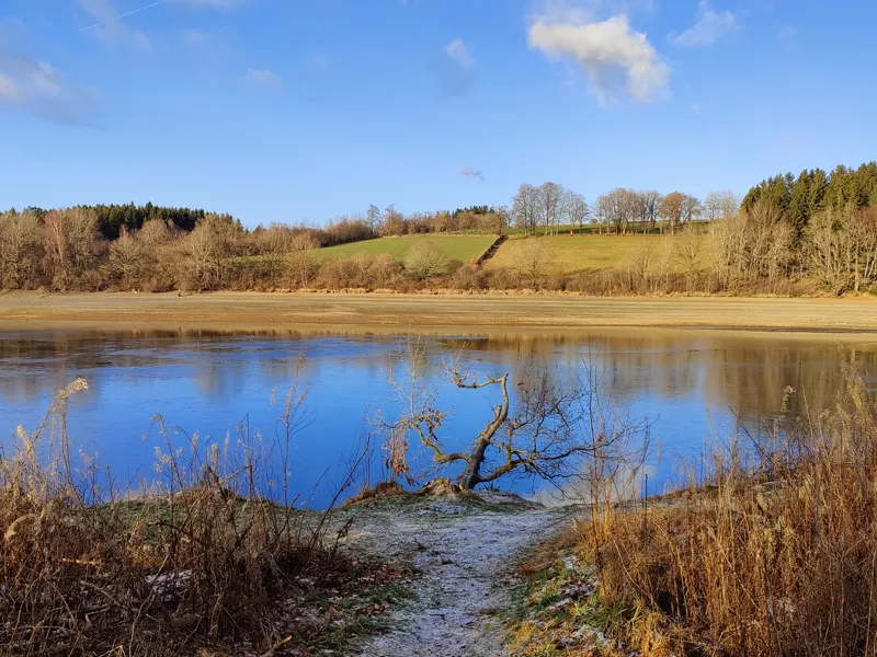 Goudkleurig riet aan de kalme oever van het meer van Bütgenbach