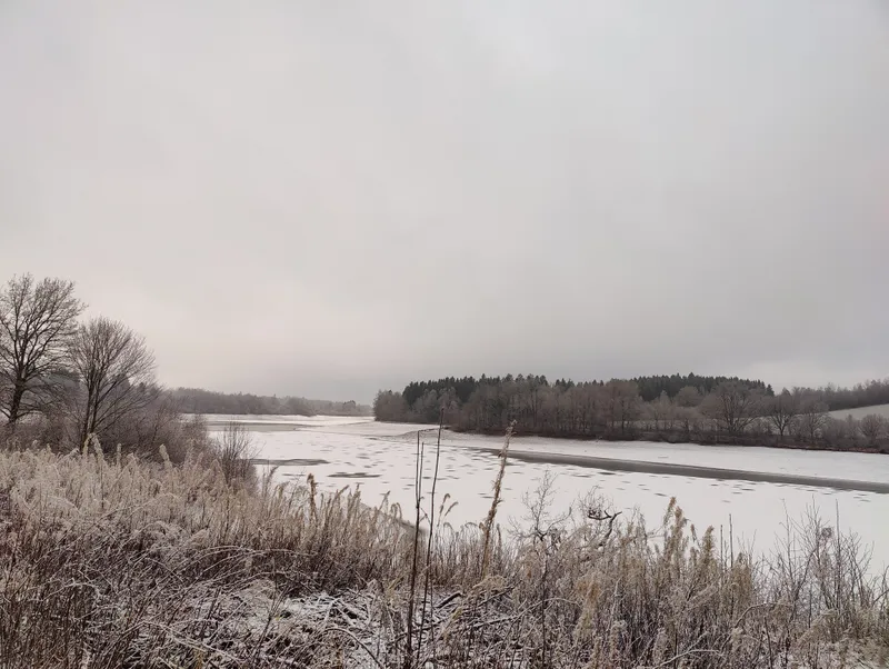 Berijpt riet voor het besneeuwde meer
