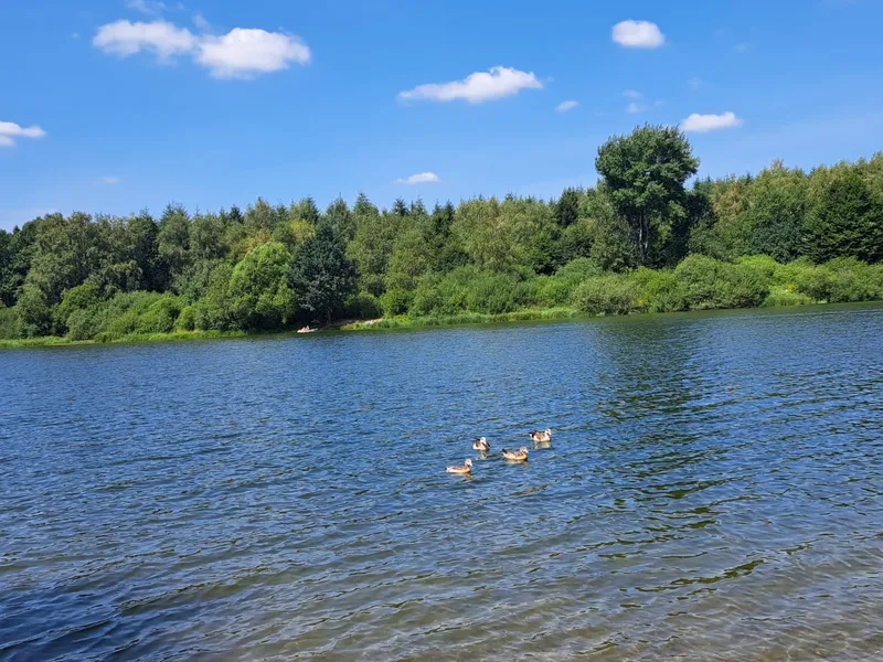 Nijlganzen zwemmen in de zomer op het meer van Bütgenbach