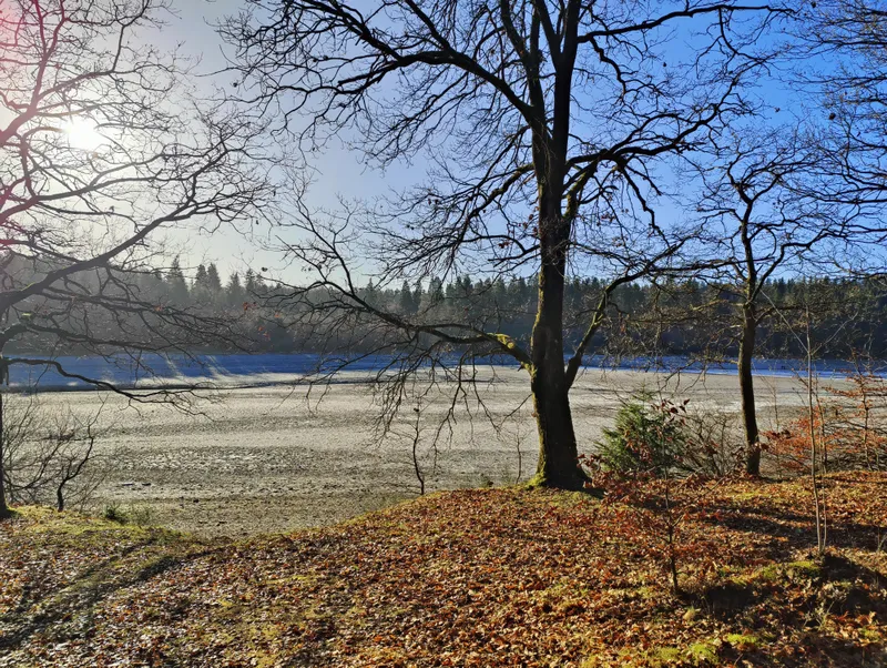 Winterzon achter kale bomen aan de oever van het meer