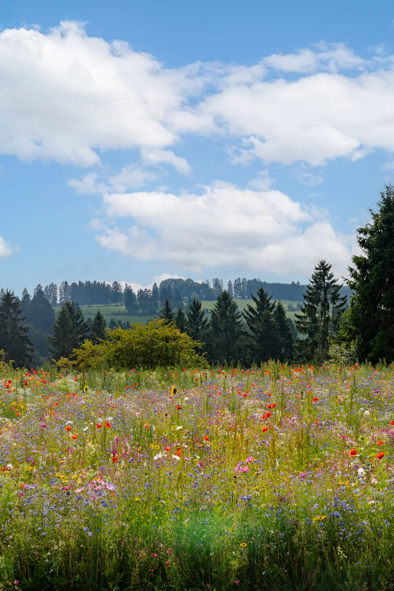 Prairie fleurie en lisière de forêt